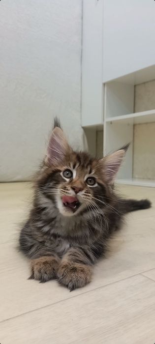Котята мейн кун Мальчик,