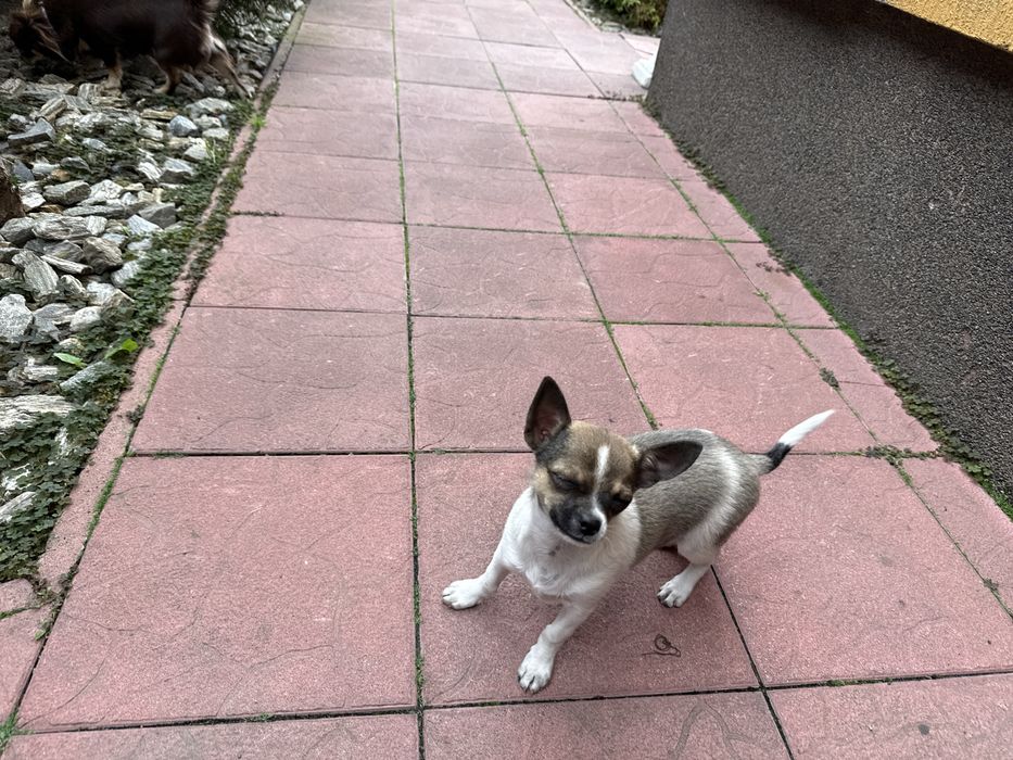 Chihuahua mini xxs