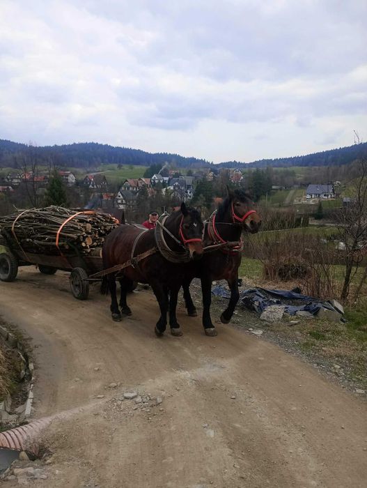 Sprzedam klacz 14 letnią