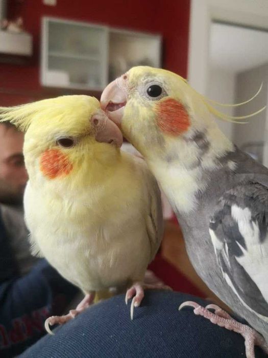 Vendo ref ramp domesticado