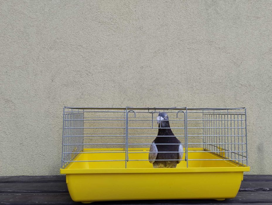 Gołębie pocztowe Fabry, stara linia, WYSYŁKA, gołębie pocztowe