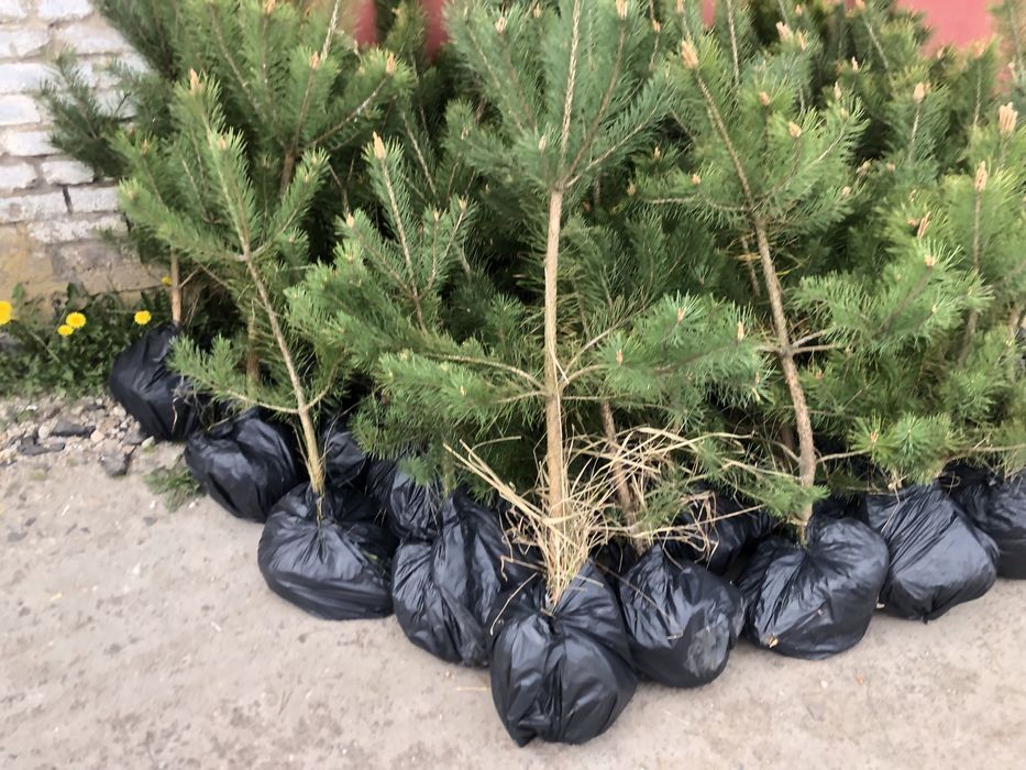 Саженцы сосни Кримской, саджанці Кримської сосни.