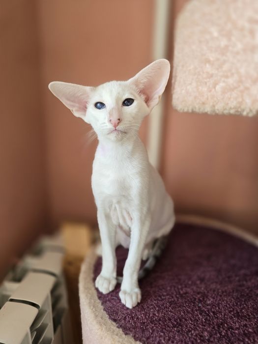 Ніжний котик в родину