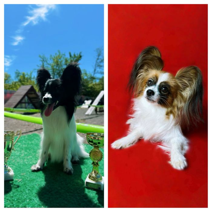 Найчарівніші цуценята папільйона