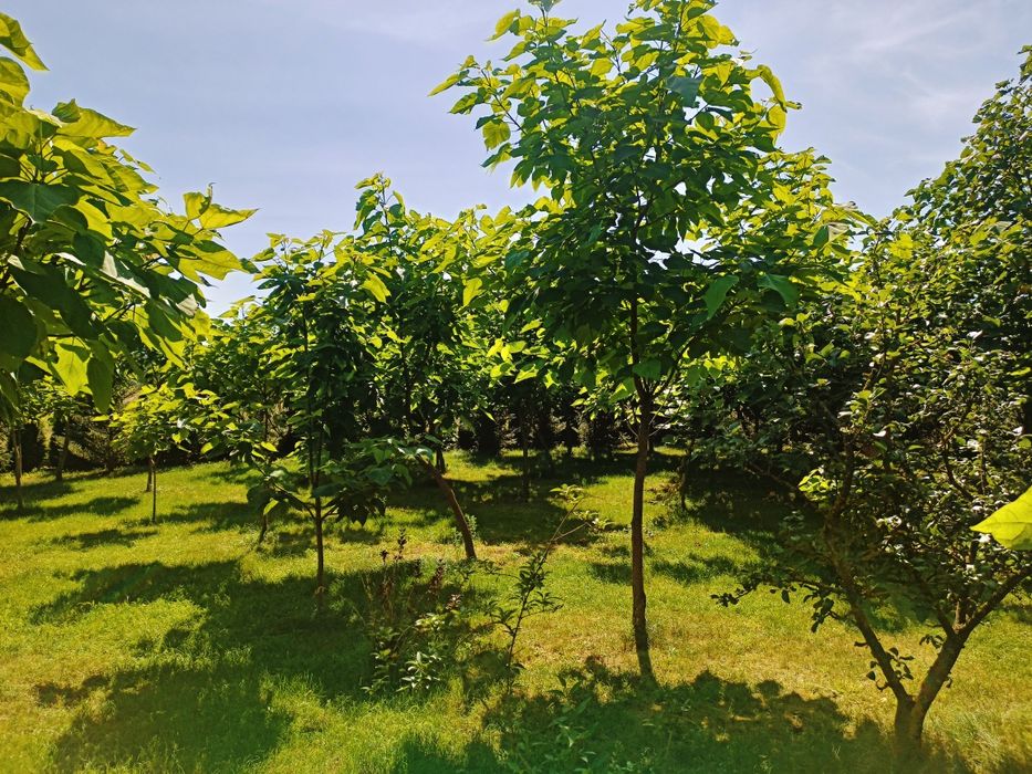 Surmia katalpa wielokwiatowa