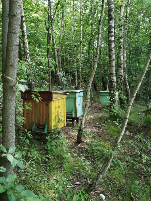 Miód naturalny wiosenny spadziowy