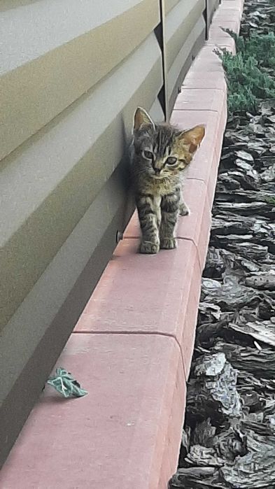 Кошенята ,котики