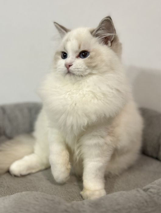 Kotka Ragdoll hodowlana blue bicolor lynx FPL/FIFE do hodowli