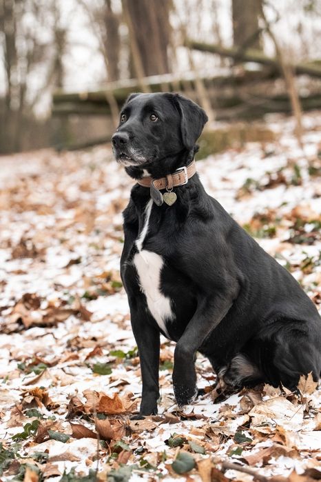 Piękny Dimon do adopcji!