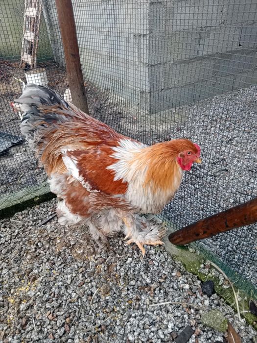 Galo Brhama Red Pyle