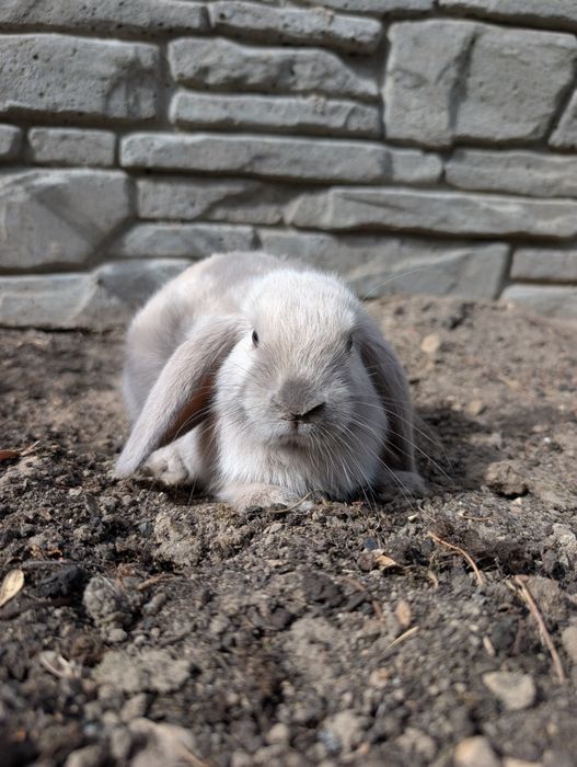 Mini lop, baranek miniaturka, metryka
