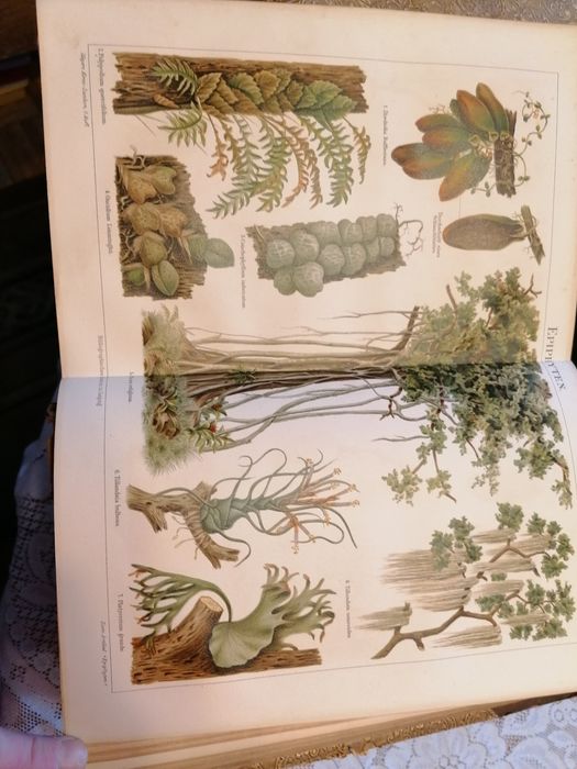Encyklopedia niemiecka pisana gotykiem