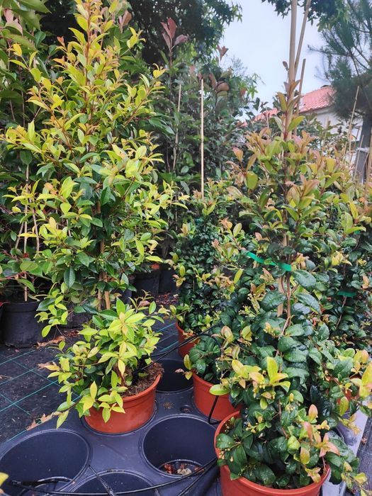 Eugenia Newport 50CM-100CM-150CM-200CM-250CM-300CM-350CM-400CM