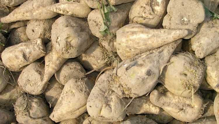 Buraki cukrowe zbiór 2025