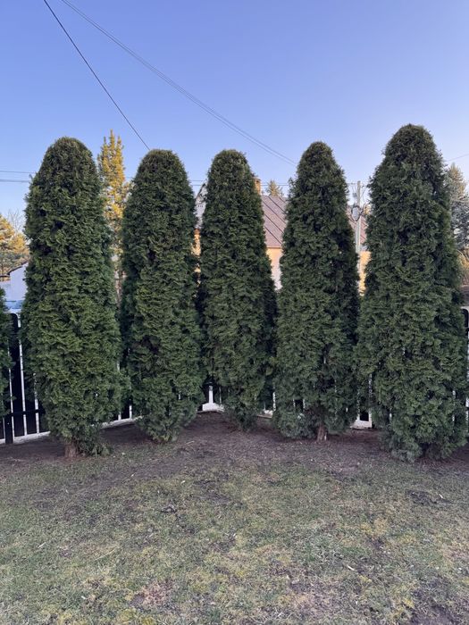 Tuja thuja szmaragd od 2 do 3 m
