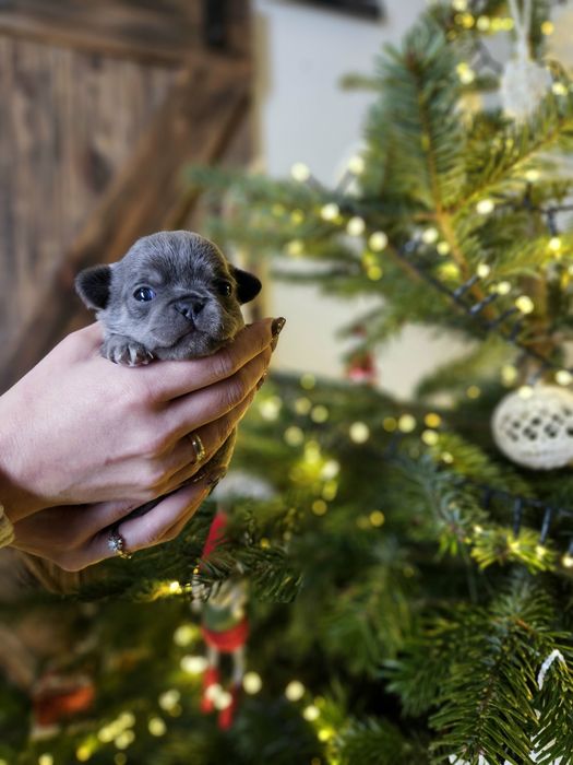Chihuahua śliczna niebieska suczka