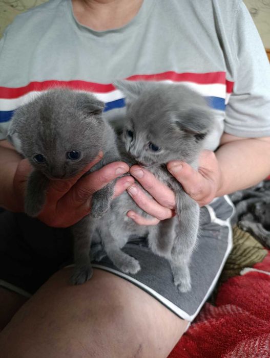 Маленькі дітки шукають люблячу родину