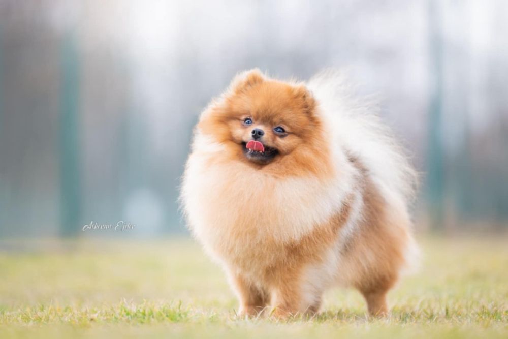 Szpic miniaturowy/Pomeranian BezoweLove ZKwP FCI