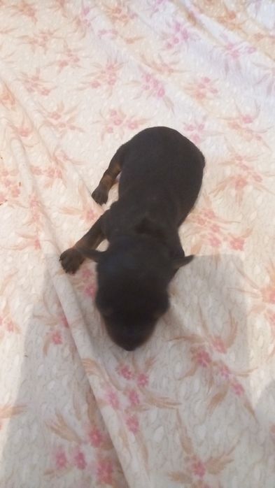 Vendo cães pincher