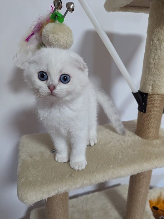 Шотландские котята серебристые шиншиллы фолдики