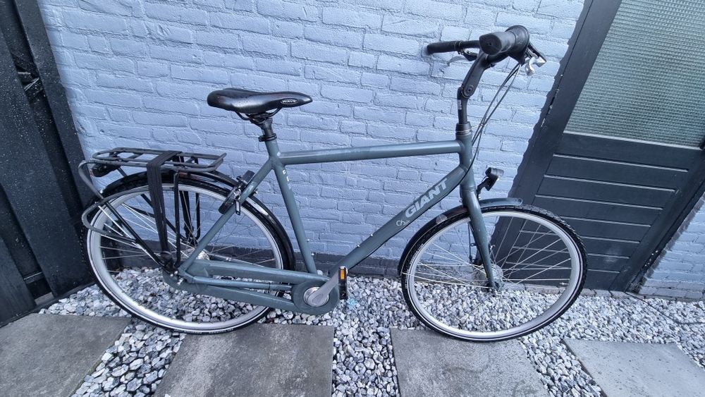 Giant  chill holenderski