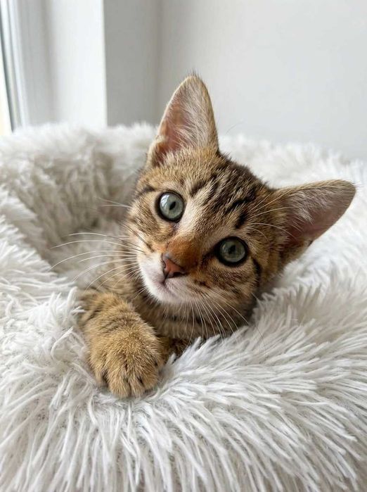 Setúbal e arredores / Margem Sul — DANILO, gatinho para adoção