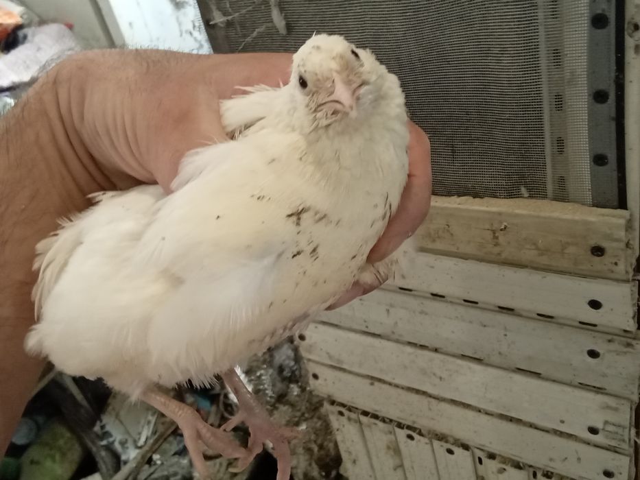 Codornizes gigantes de várias raças  e ovos para comer ou incubação
