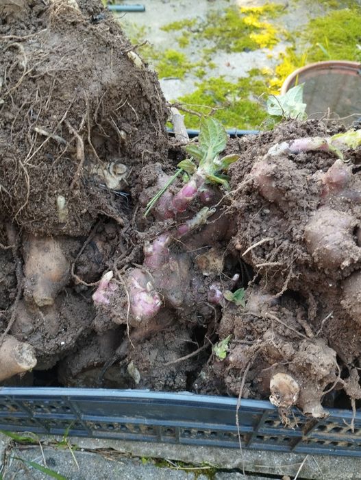 Vendo rizomas de batatas yacon