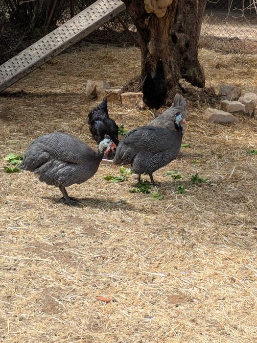 Vendo Fracas/ Ganinhas d´Angola