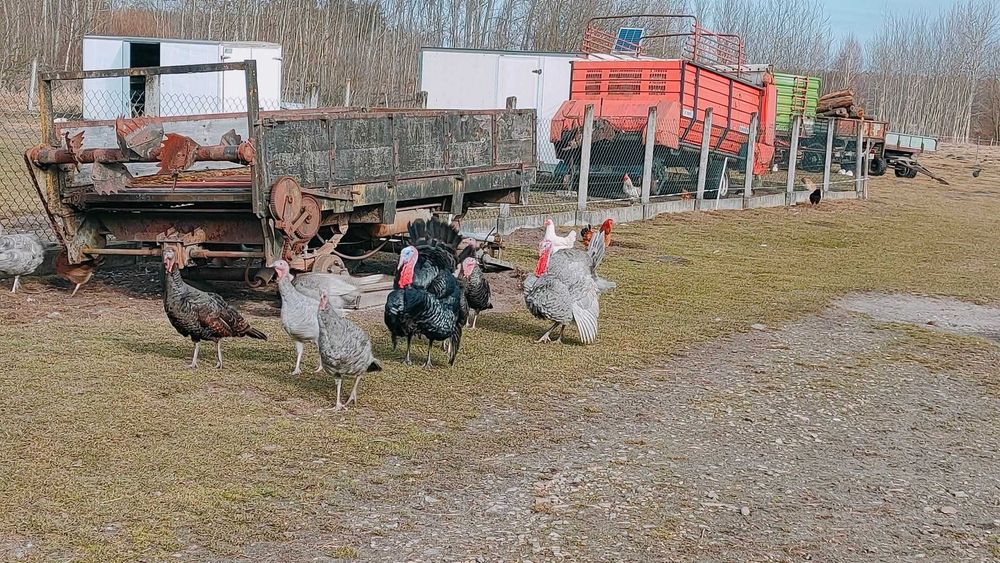 Indyki małe, indyczki pisklęta