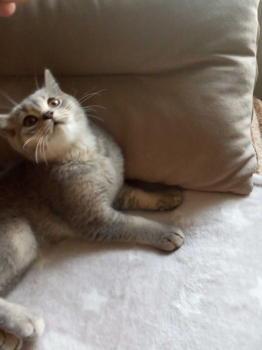 Котик британский голубого окраса