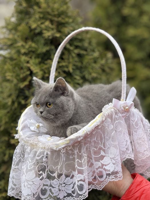 Шикарная кошечка в плюшевой шубке