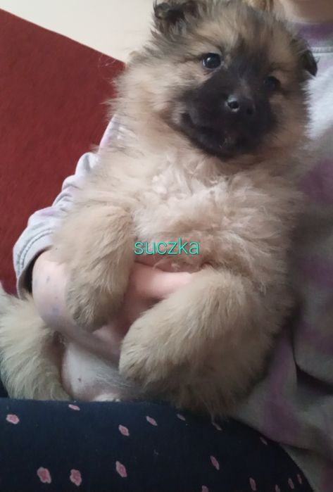 Kochana suczka do oddania za darmo