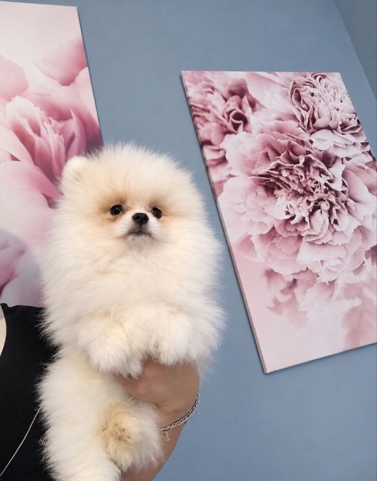 Piesek pomeranian