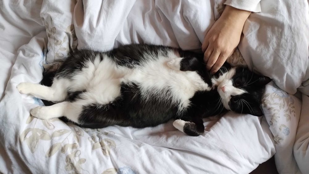 Piękny kocurek bardzo potrzebuje domu !