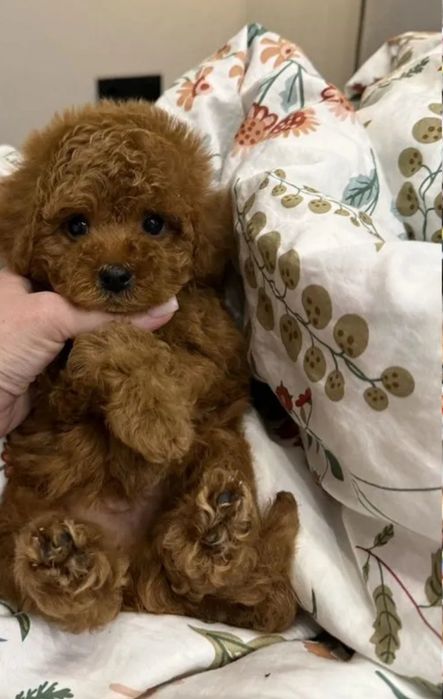 Маленька дівчинка той пудель,