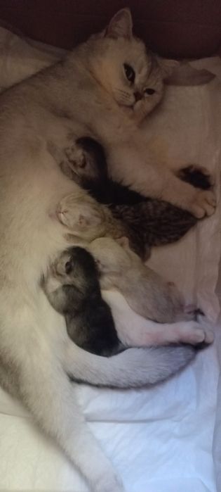 Британські кошенята(бронь 1000грн)