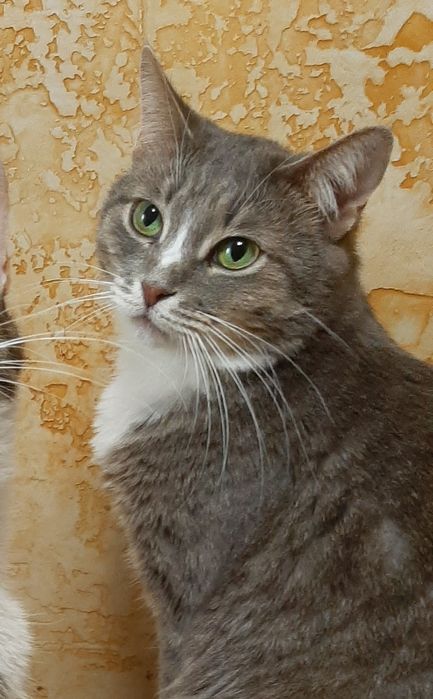 Кошечка в добрі руки!