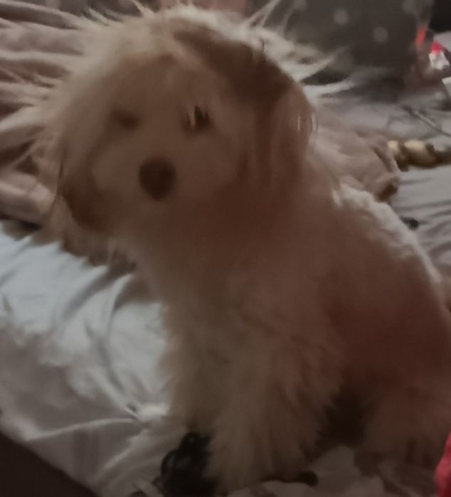 Oddam pieska do adopcji ma na imię Simba