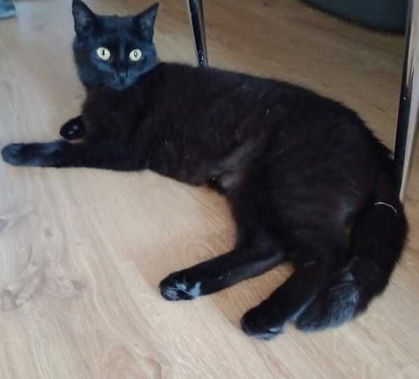 Kotka pilnie szuka domu