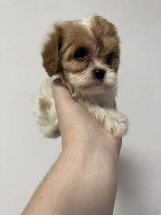 Мальтіпу щенки.