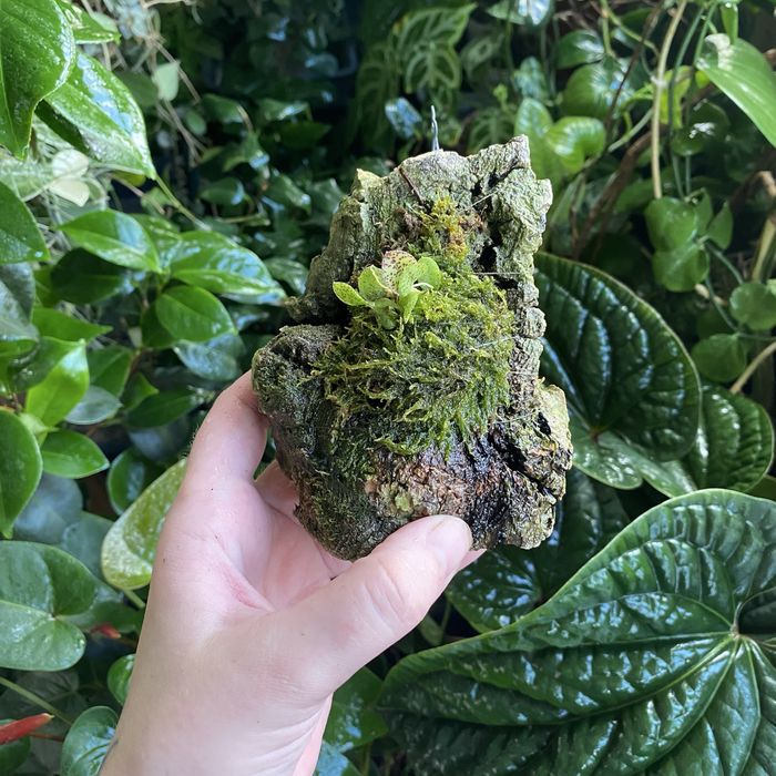 Мініатюрна орхідея Acianthera crinita