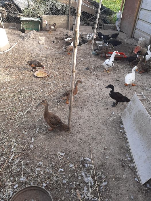 Patos bravos fêmeas