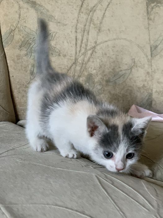 Віддам котика (дівчинка)