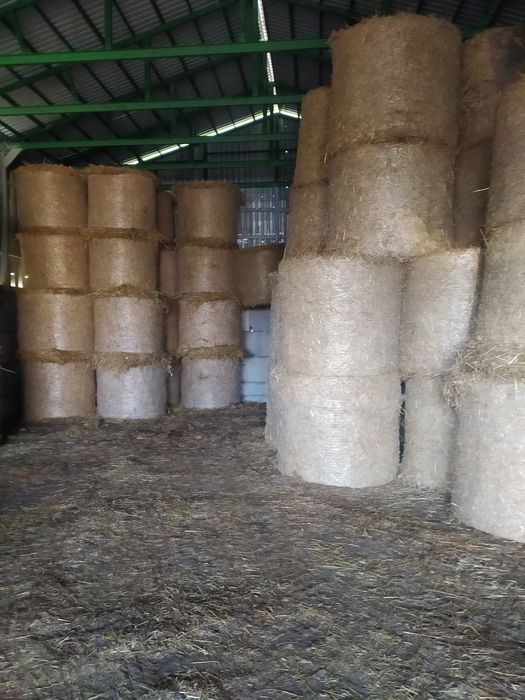 Słoma,siano sucha 130  tani dowóz po prasie lely