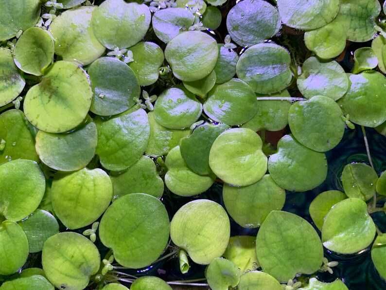Lemna / Salvina / Limnobium / Ceratophylum -flutuantes- aquário, lago