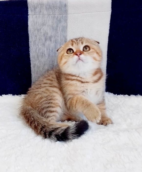 Мальчик милашка вислоушка Золотой тигрик