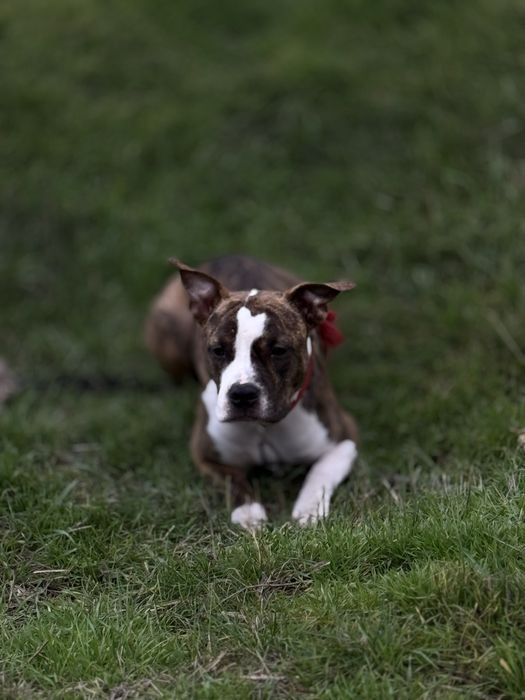 Підрощена дівчинка
