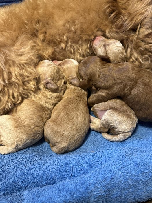 Мальтіпу мальтипу