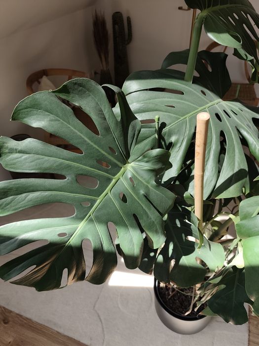 Duża, gęsta Monstera Deliciosa